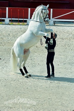Spectacle-equestre-Palavas-40
