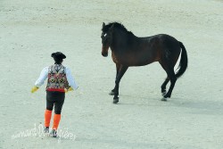 Spectacle-equestre-Palavas-57