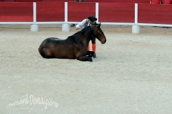 Spectacle-equestre-Palavas-59