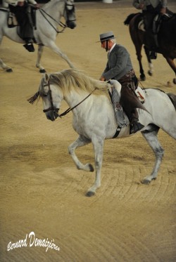 Spectacle-equestre-Palavas-14