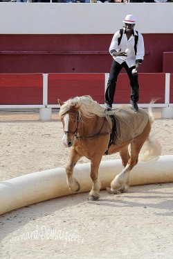 Spectacle-equestre-Palavas-27