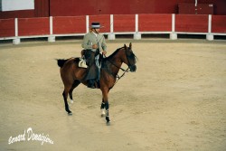 Spectacle-equestre-Palavas-33