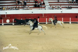 Spectacle-equestre-Palavas-34