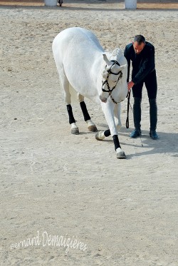 Spectacle-equestre-Palavas-37