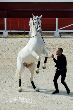 Spectacle-equestre-Palavas-42