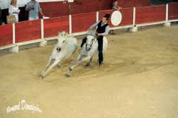 Spectacle-equestre-Palavas-47