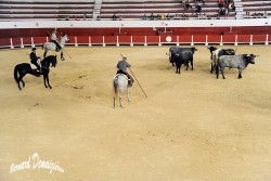 Spectacle-equestre-Palavas-55