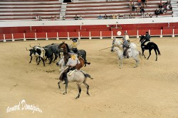 Spectacle-equestre-Palavas-57