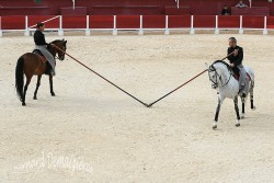 Spectacle-equestre-Palavas-77
